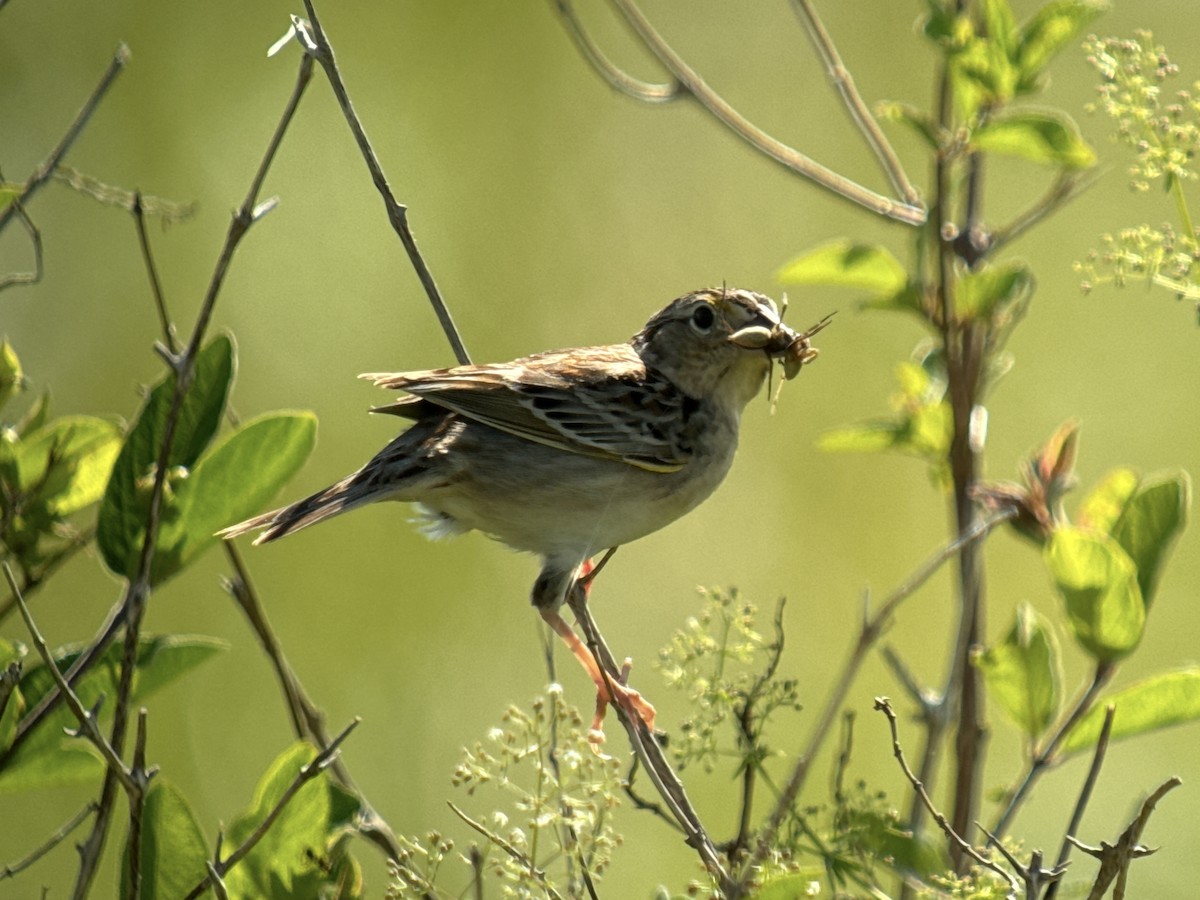 Grasshopper Sparrow - ML620400207