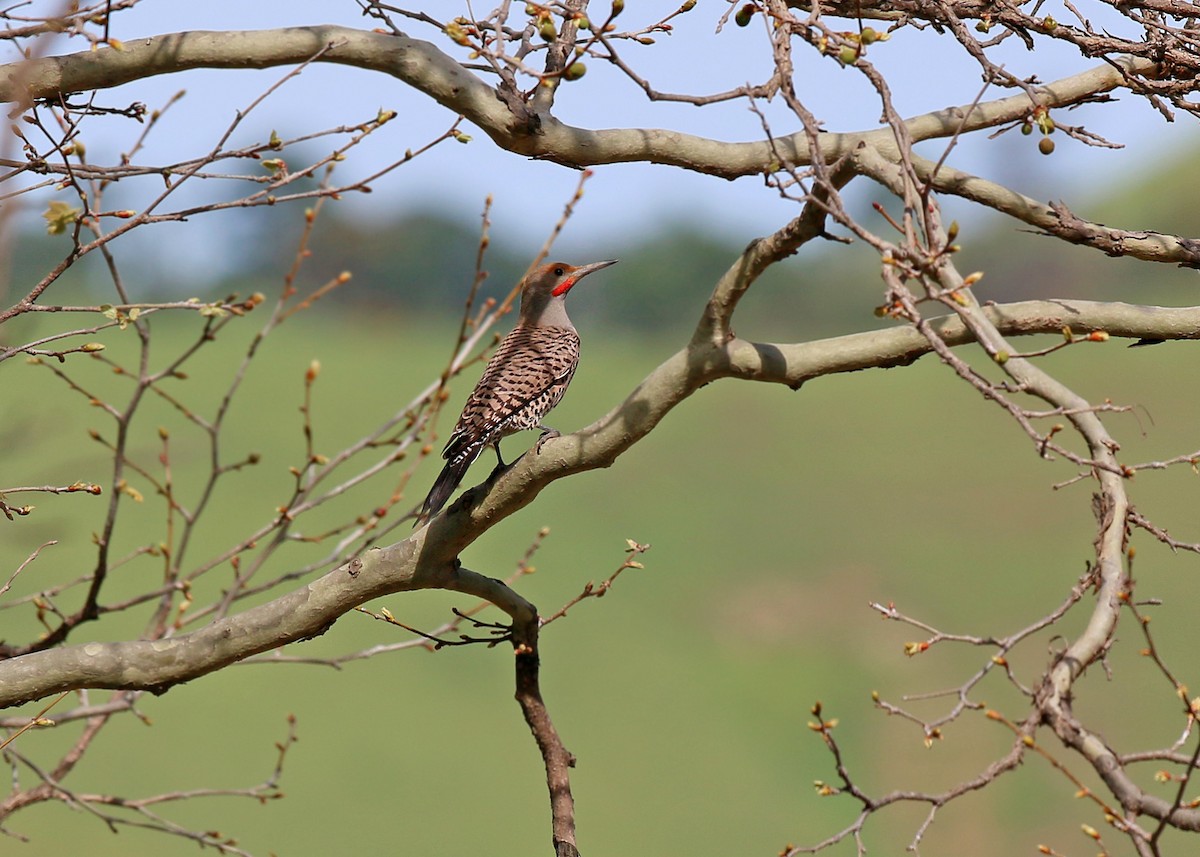 Northern Flicker - ML620400213