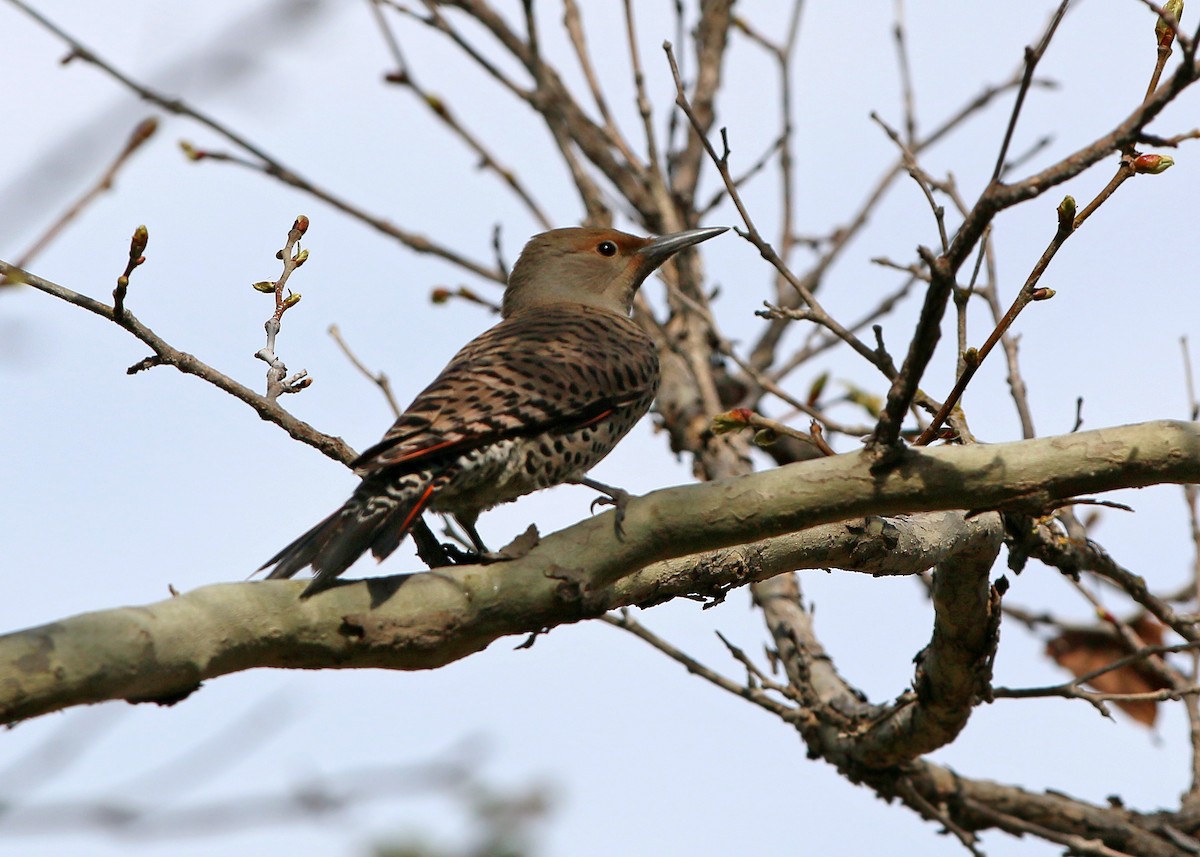 Northern Flicker - ML620400214