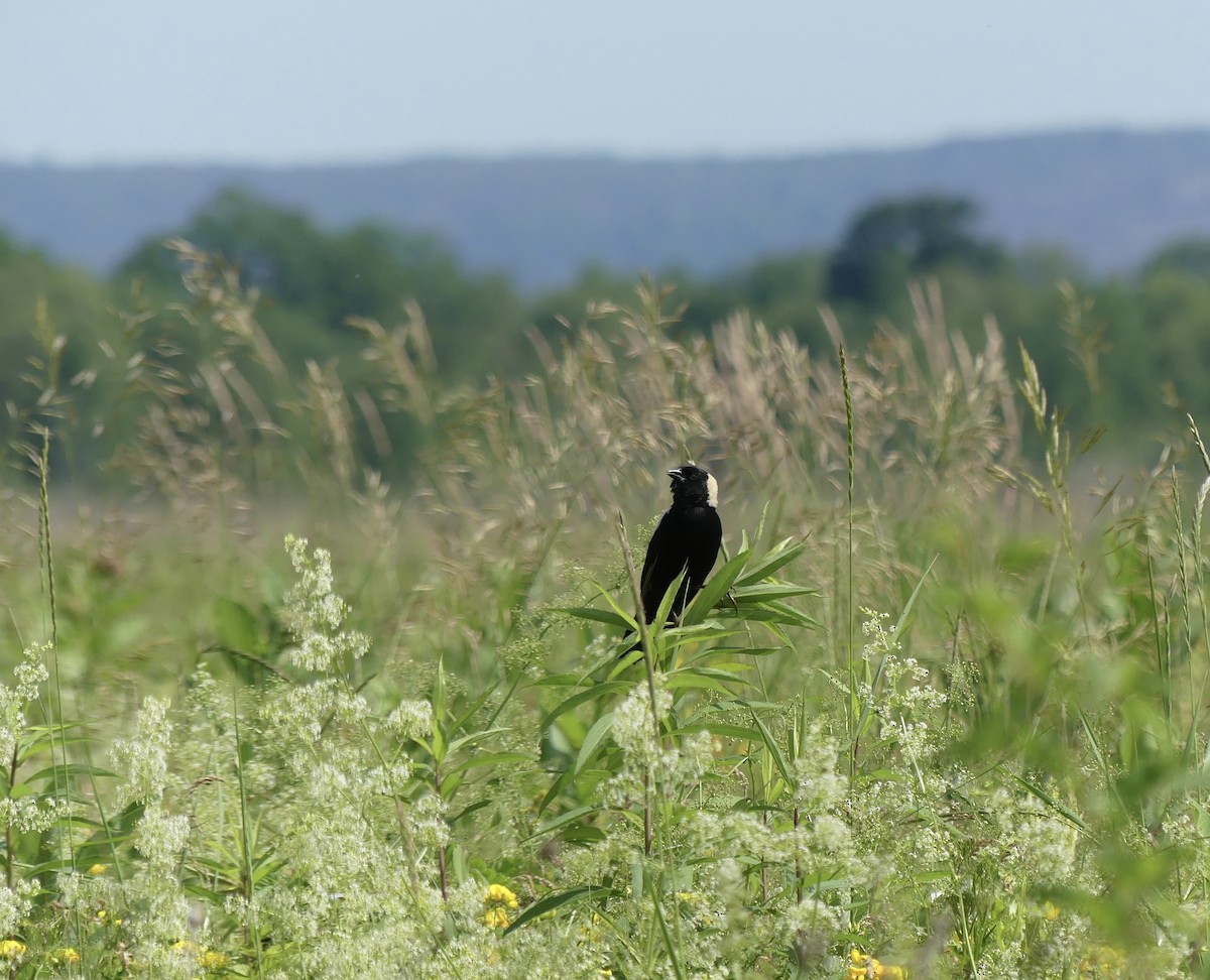 bobolink americký - ML620400217