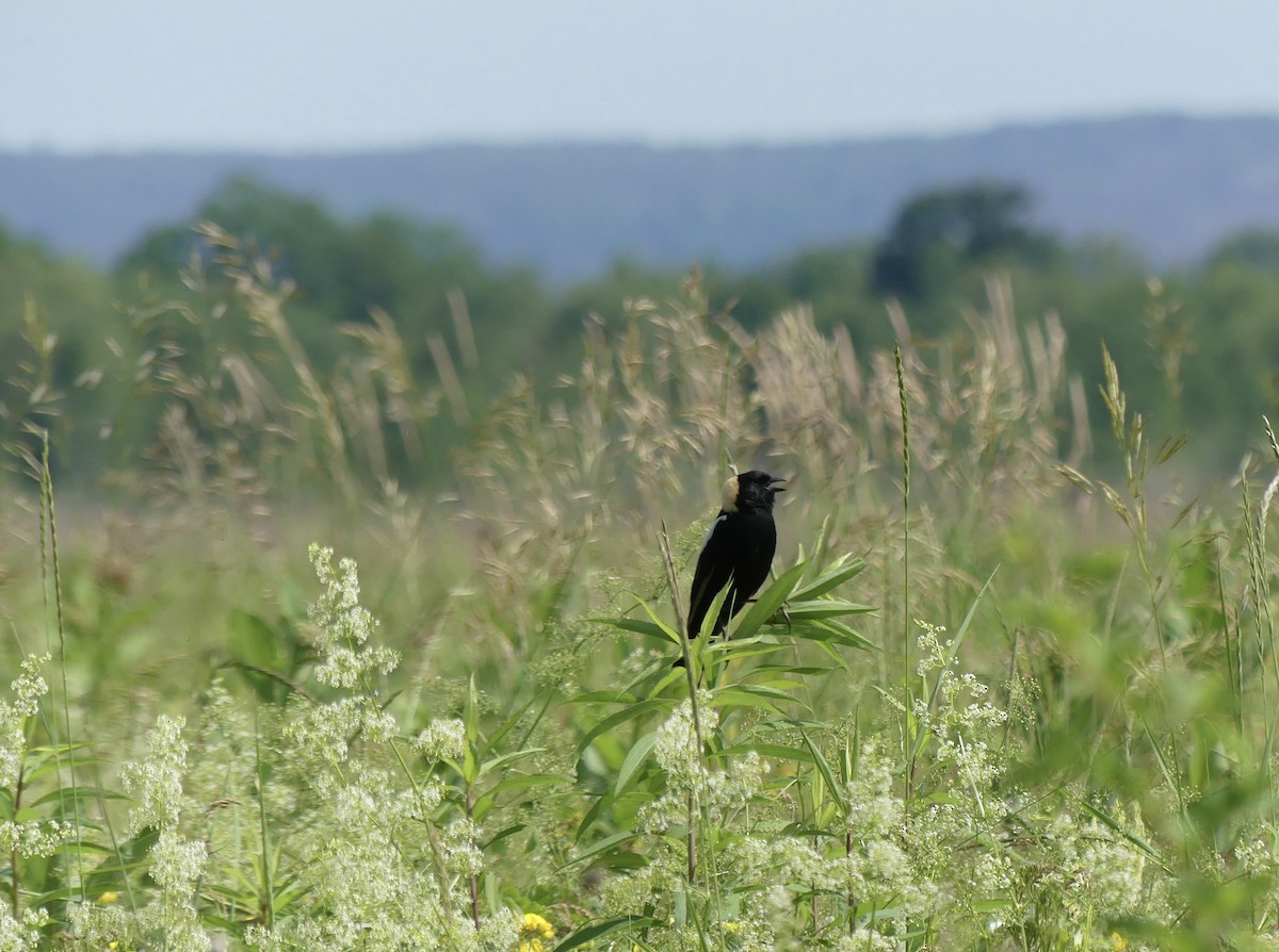 bobolink americký - ML620400218