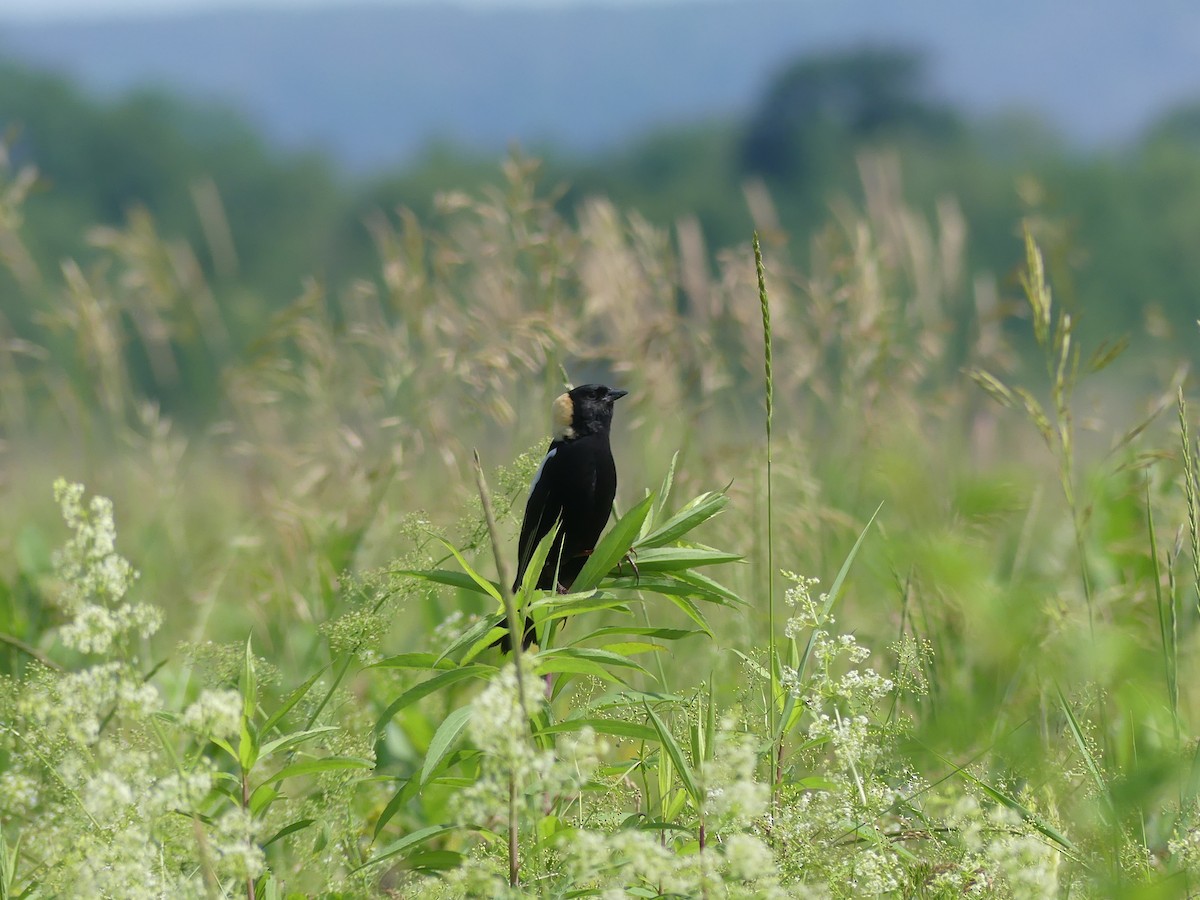 bobolink americký - ML620400219