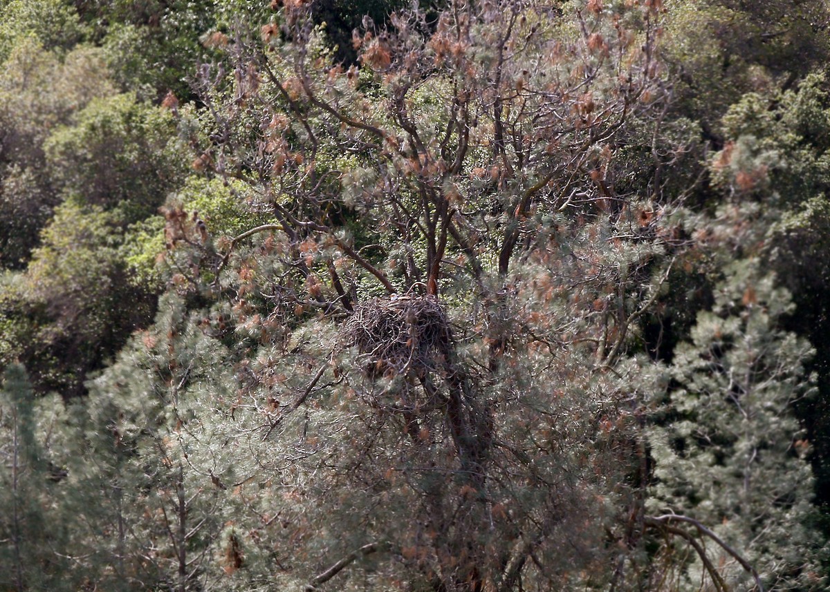 Bald Eagle - ML620400243