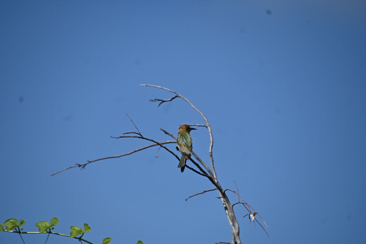 Asian Green Bee-eater - ML620400263