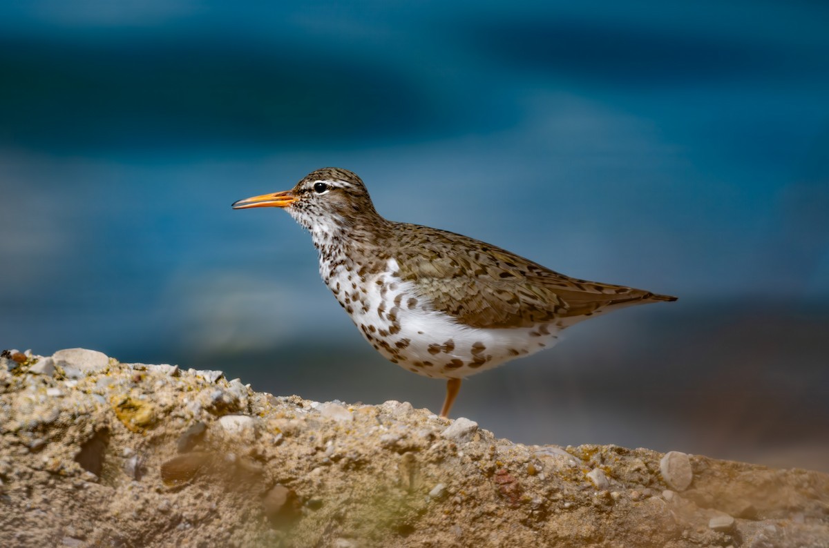 Spotted Sandpiper - ML620400273