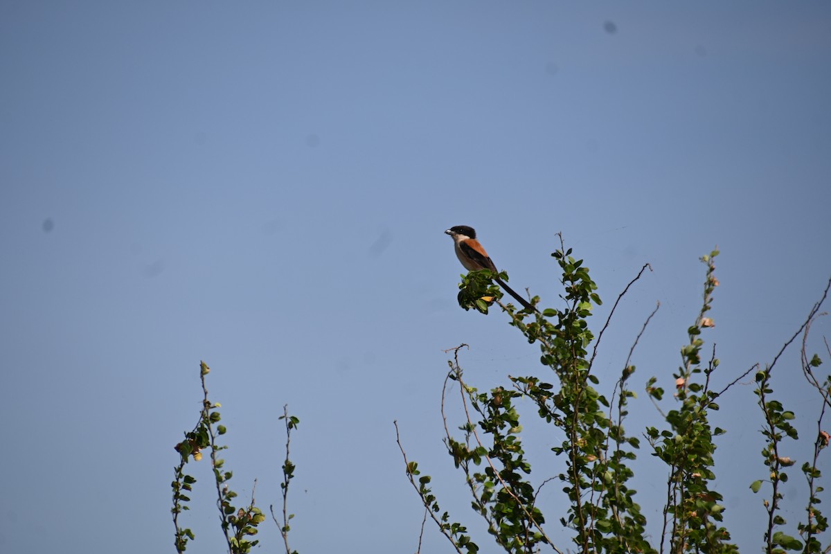 Long-tailed Shrike - ML620400275