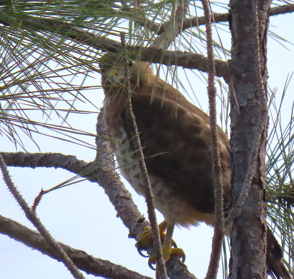 Broad-winged Hawk (Caribbean) - ML620400279