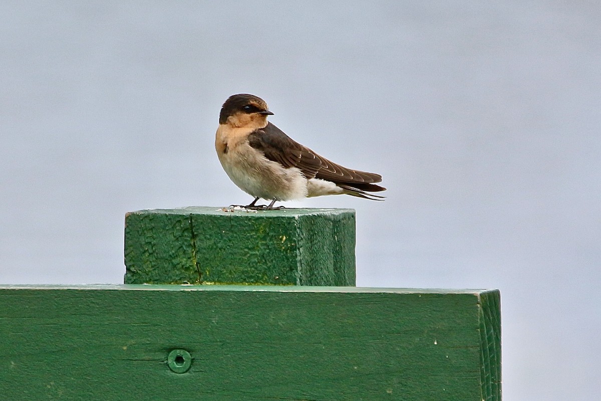 Welcome Swallow - ML620400283