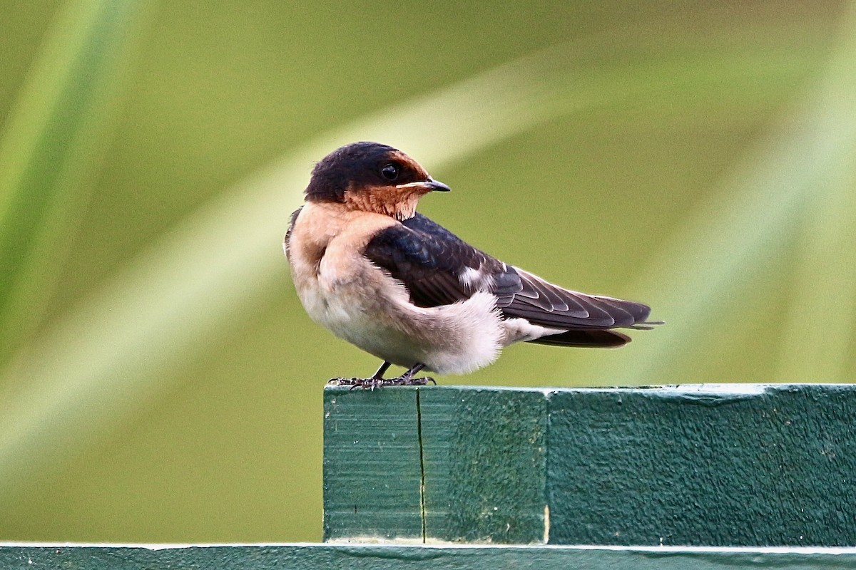 Welcome Swallow - ML620400284