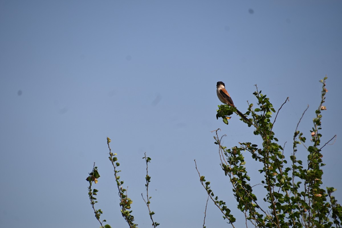 Long-tailed Shrike - ML620400286