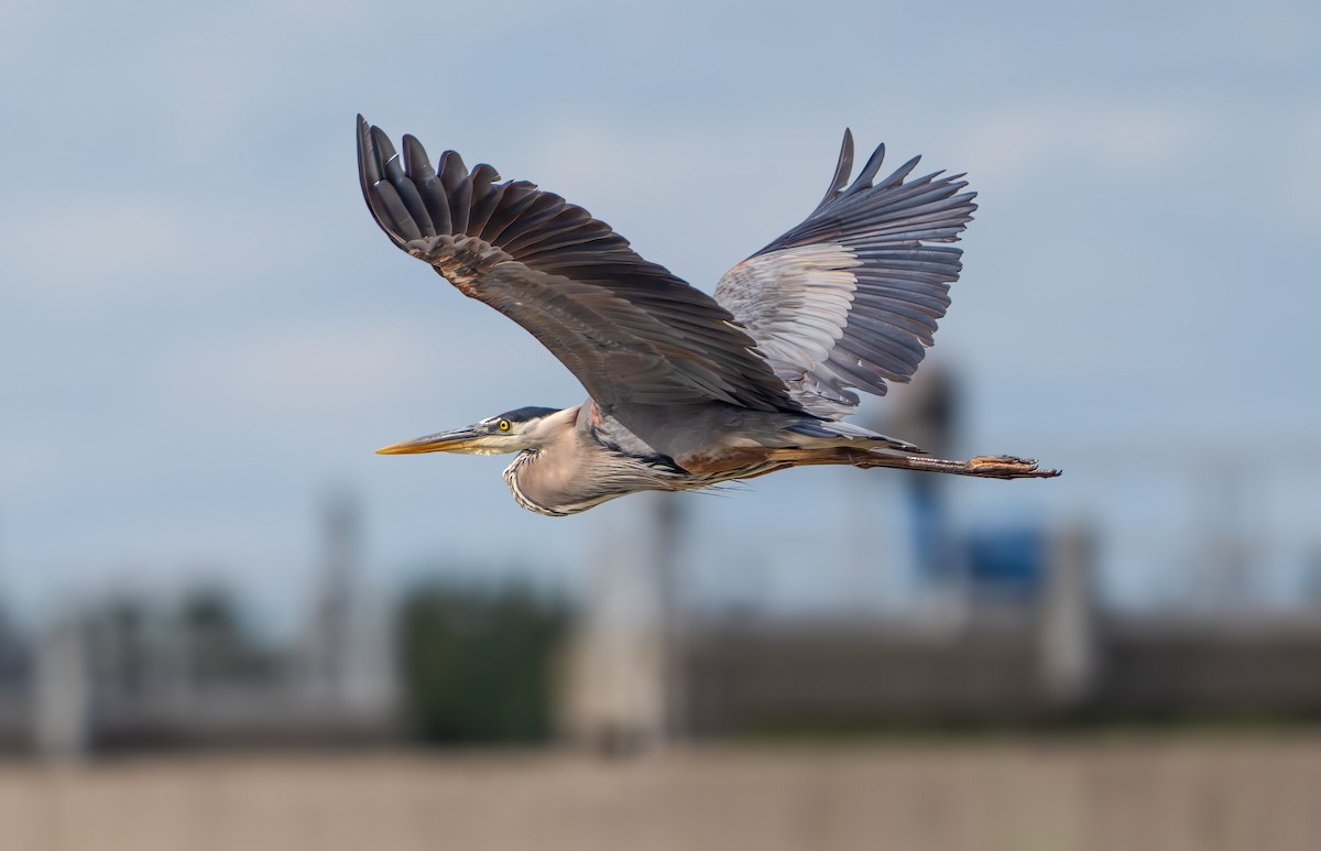 Great Blue Heron - ML620400287