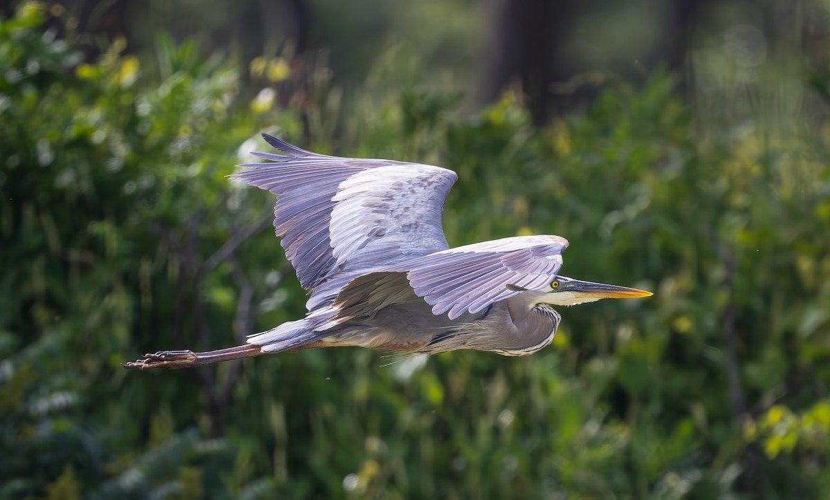 Great Blue Heron - ML620400288