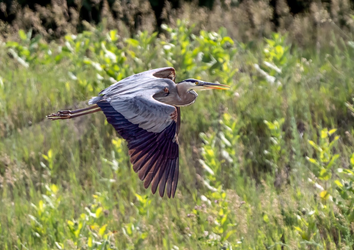 Great Blue Heron - ML620400290