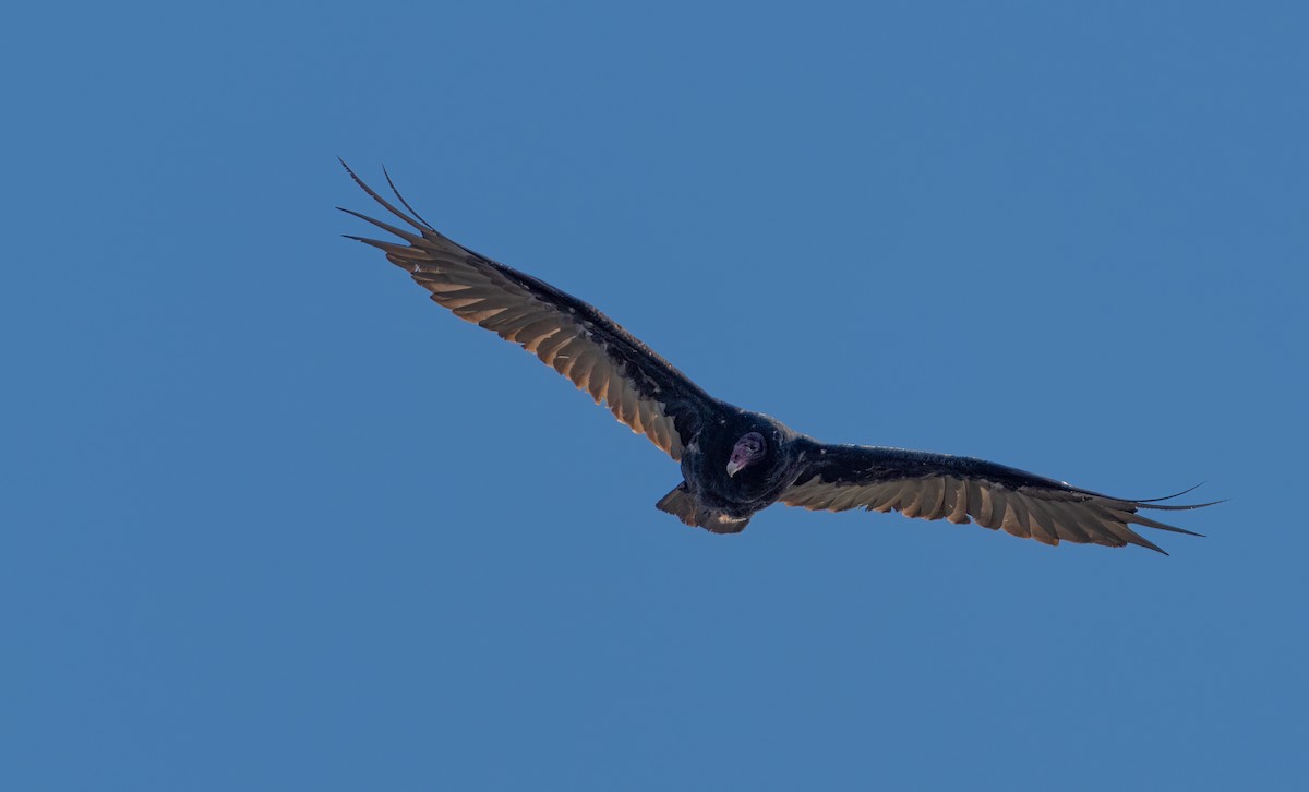 Turkey Vulture - ML620400296