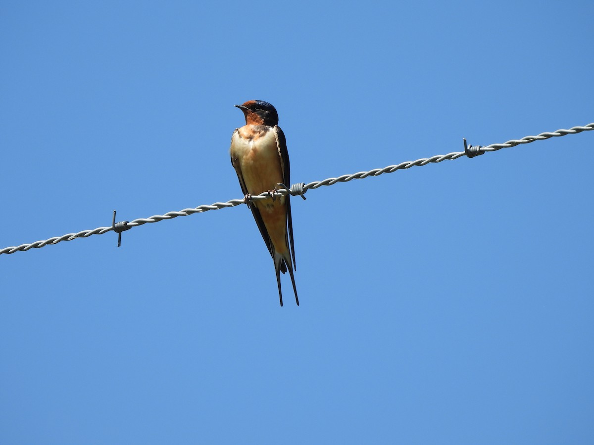 Barn Swallow - ML620400300
