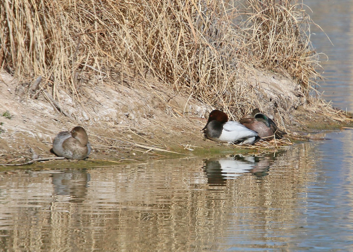 Canvasback - ML620400315