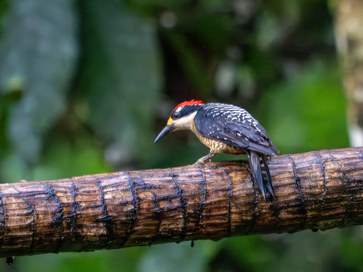 Black-cheeked Woodpecker - Tony Doty