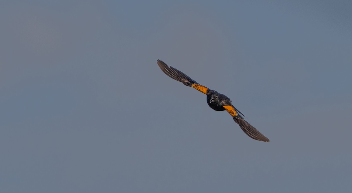 Red-winged Blackbird - ML620400330