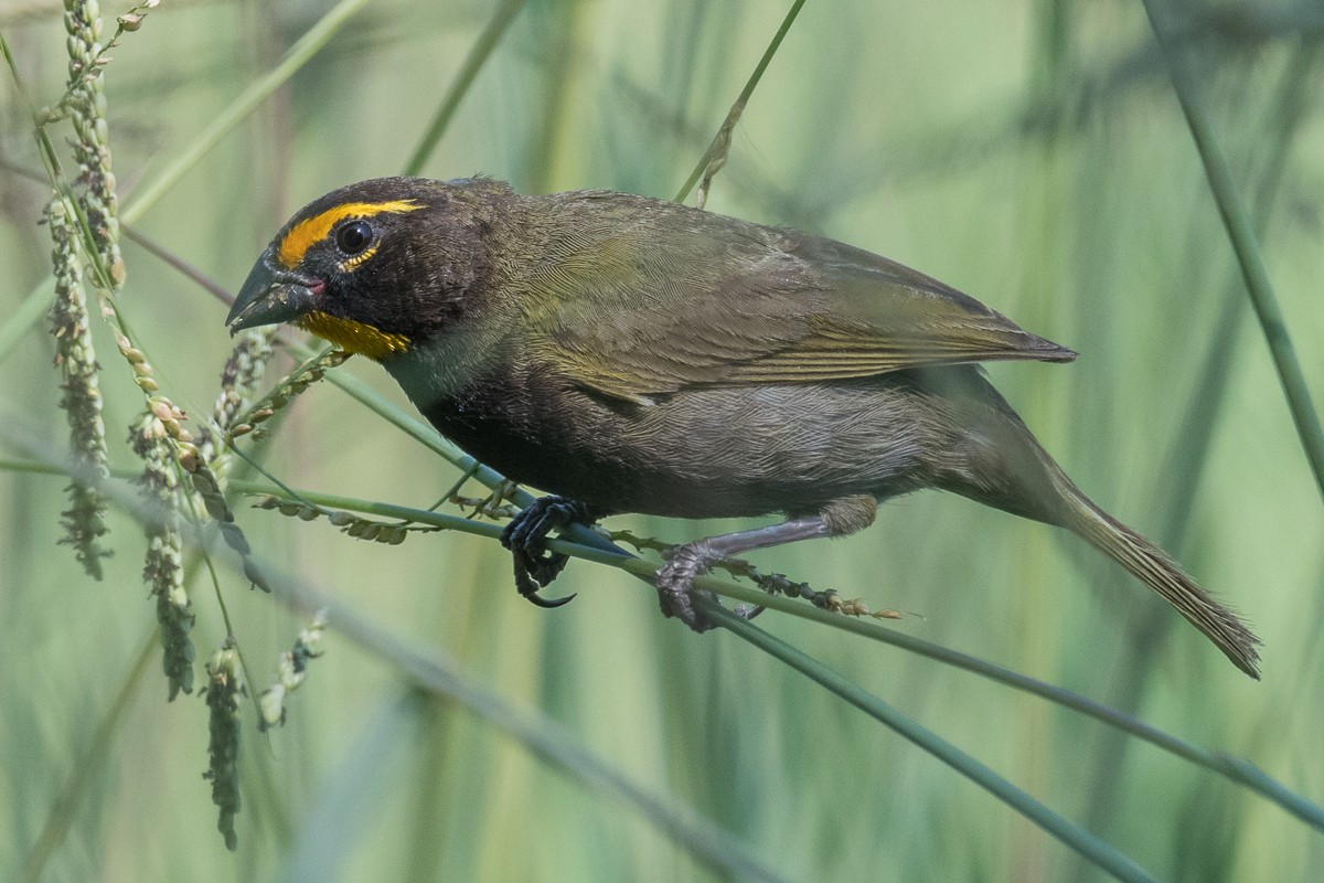 Yellow-faced Grassquit - ML620400331