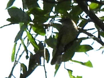 Northern Mouse-colored Tyrannulet - ML620400336