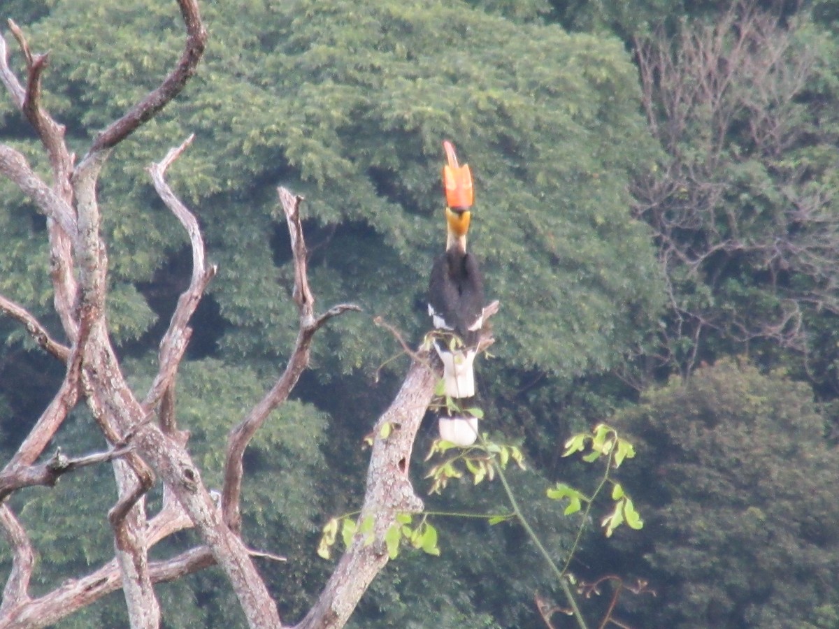 Great Hornbill - ML620400344