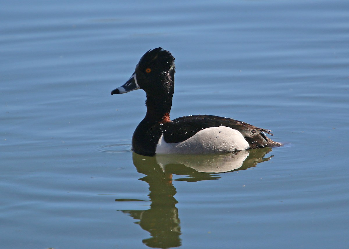 Ring-necked Duck - ML620400348