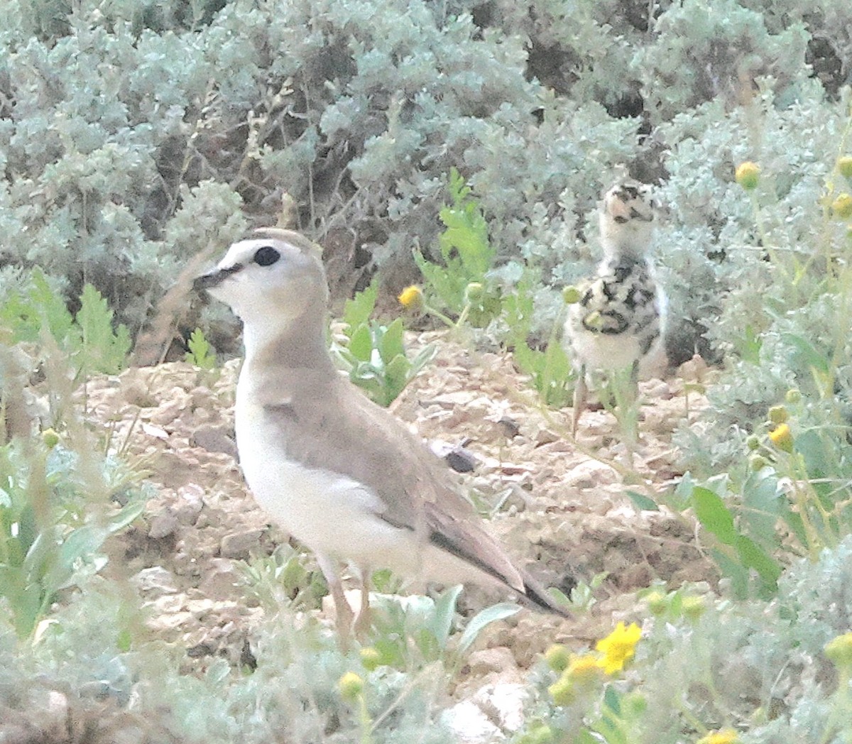 Mountain Plover - ML620400352