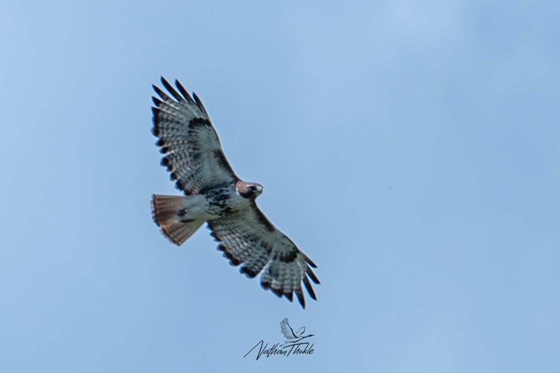 Red-tailed Hawk - ML620400361