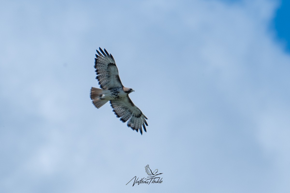 Red-tailed Hawk - ML620400363