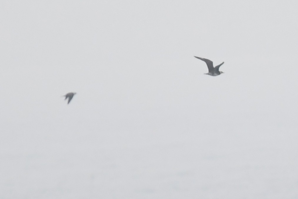 Parasitic Jaeger - Joye Zhou