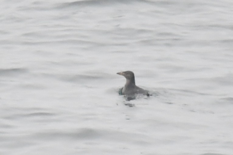 Rhinoceros Auklet - ML620400376