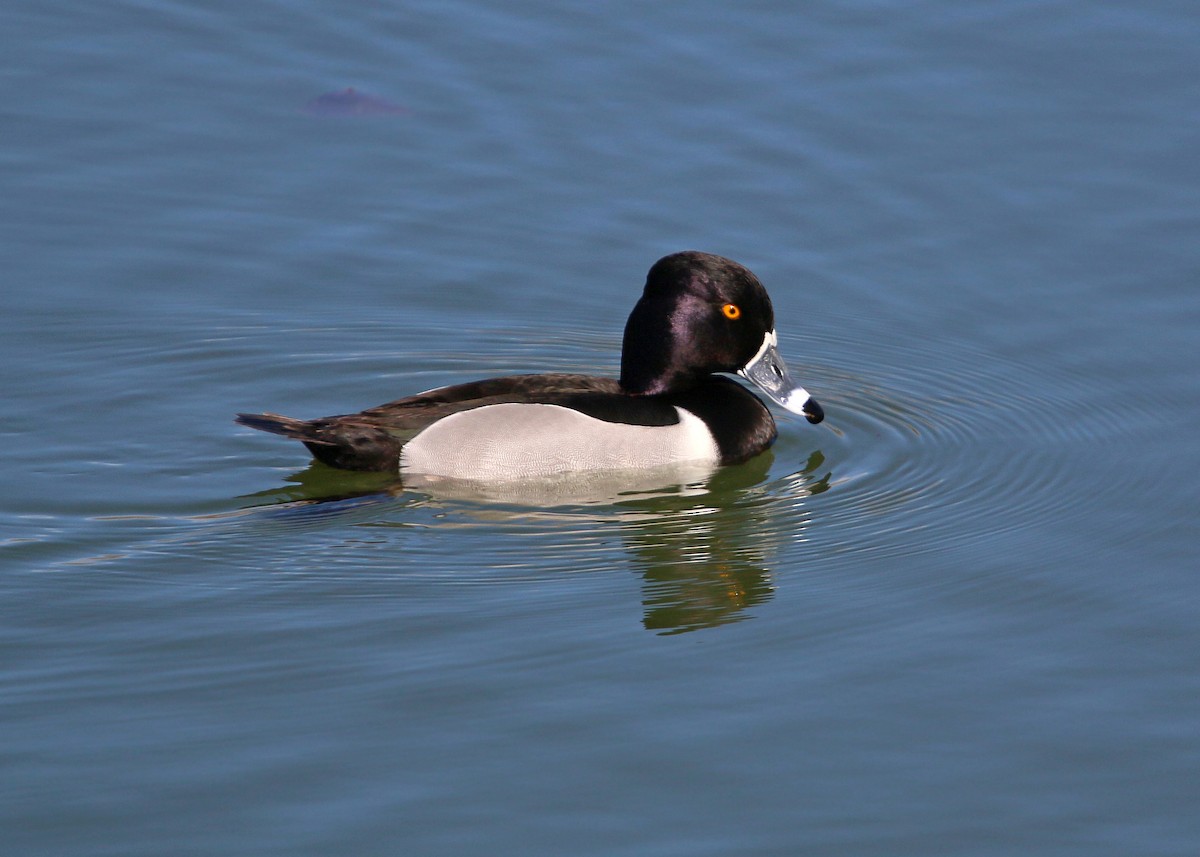 Ring-necked Duck - ML620400388