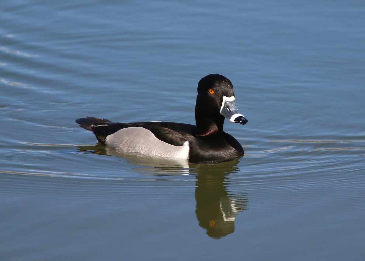 Ring-necked Duck - ML620400389