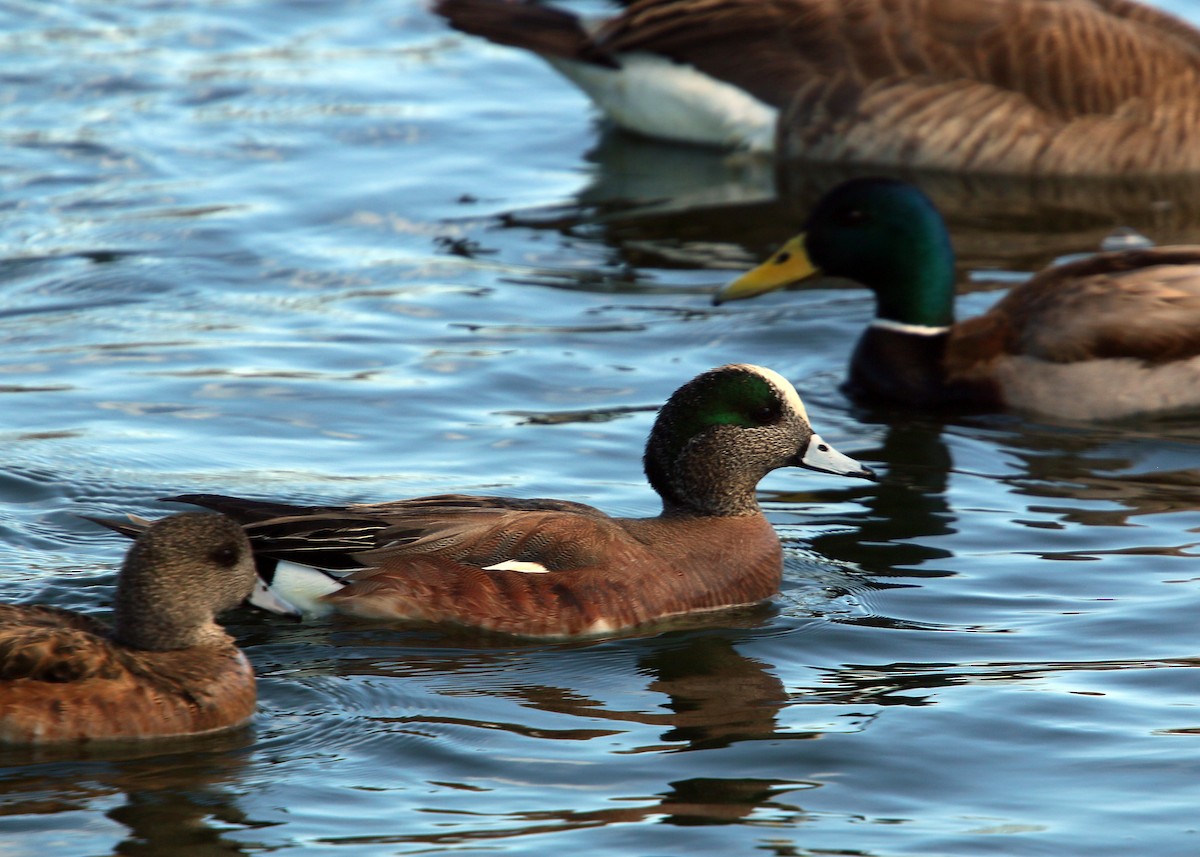 American Wigeon - ML620400394