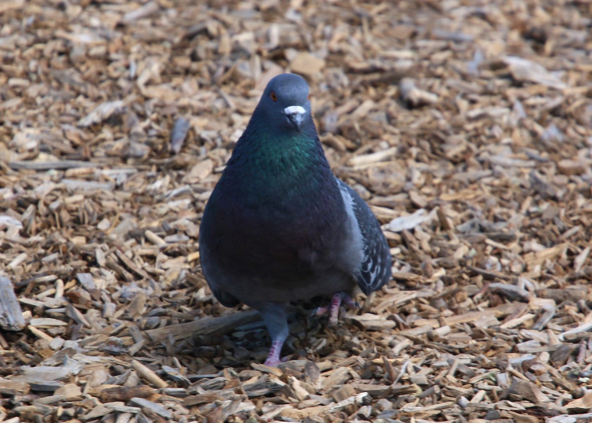 Rock Pigeon (Feral Pigeon) - ML620400405