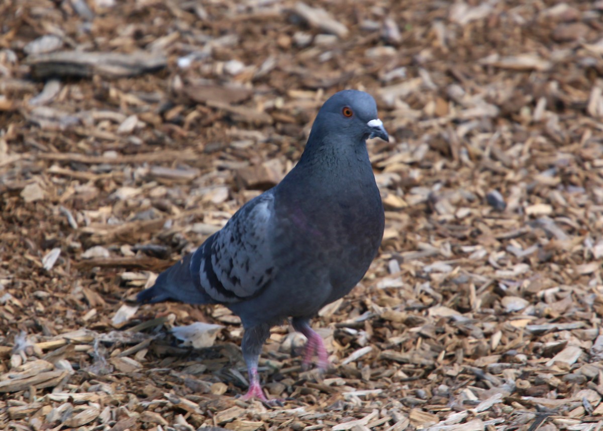 Rock Pigeon (Feral Pigeon) - ML620400406