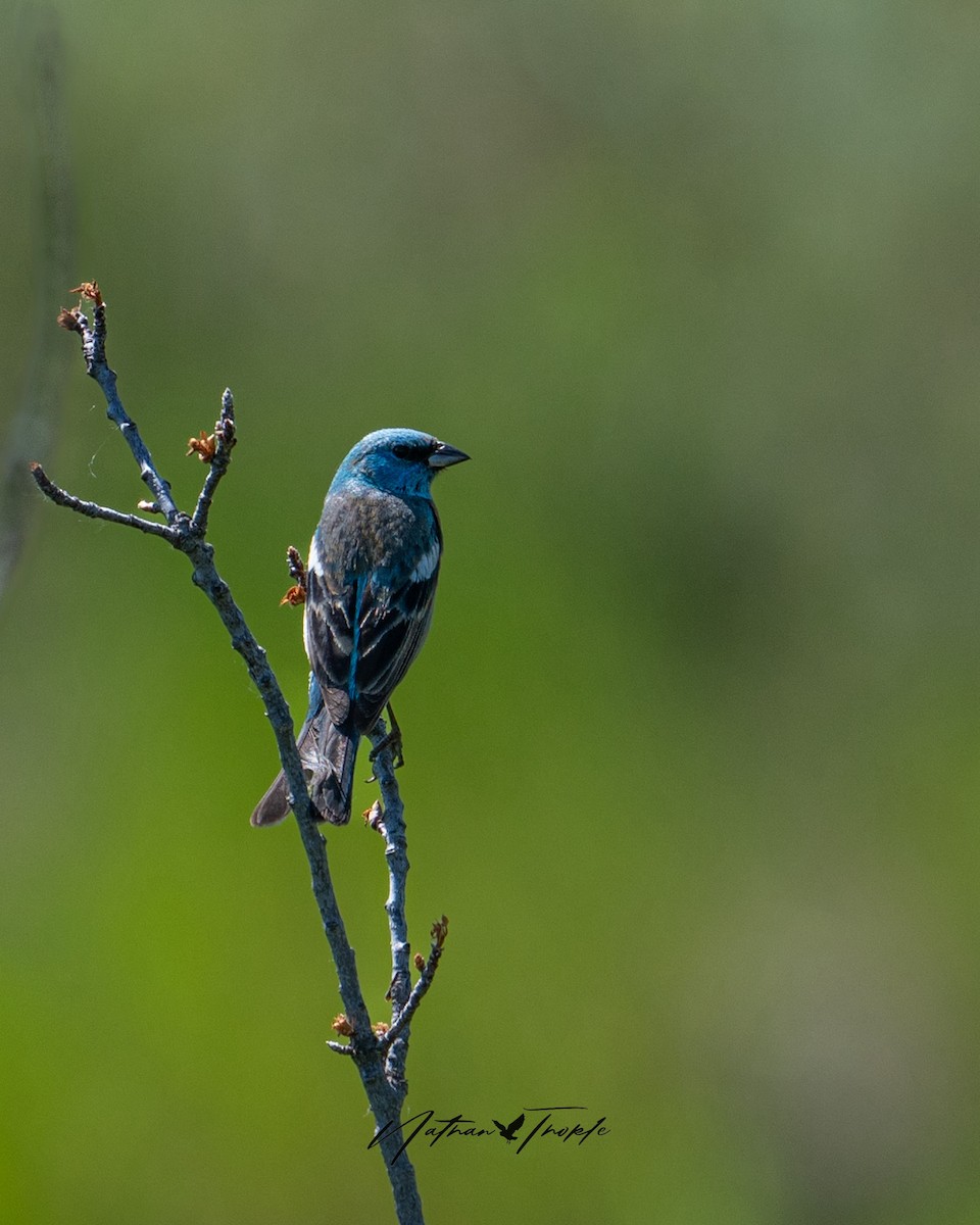 Lazuli Bunting - ML620400410