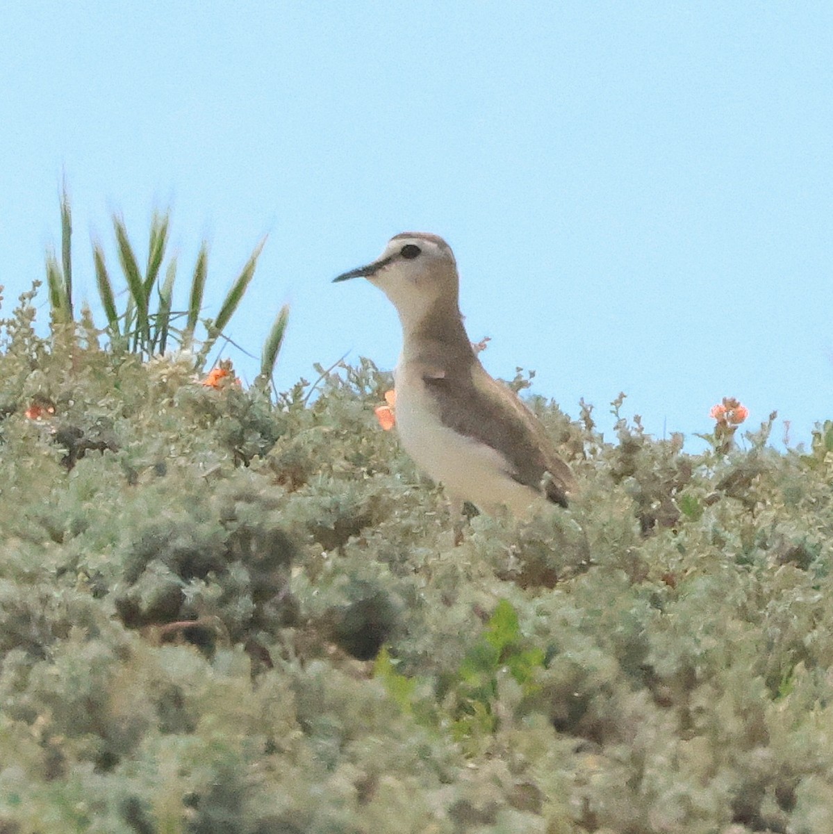 Mountain Plover - ML620400417