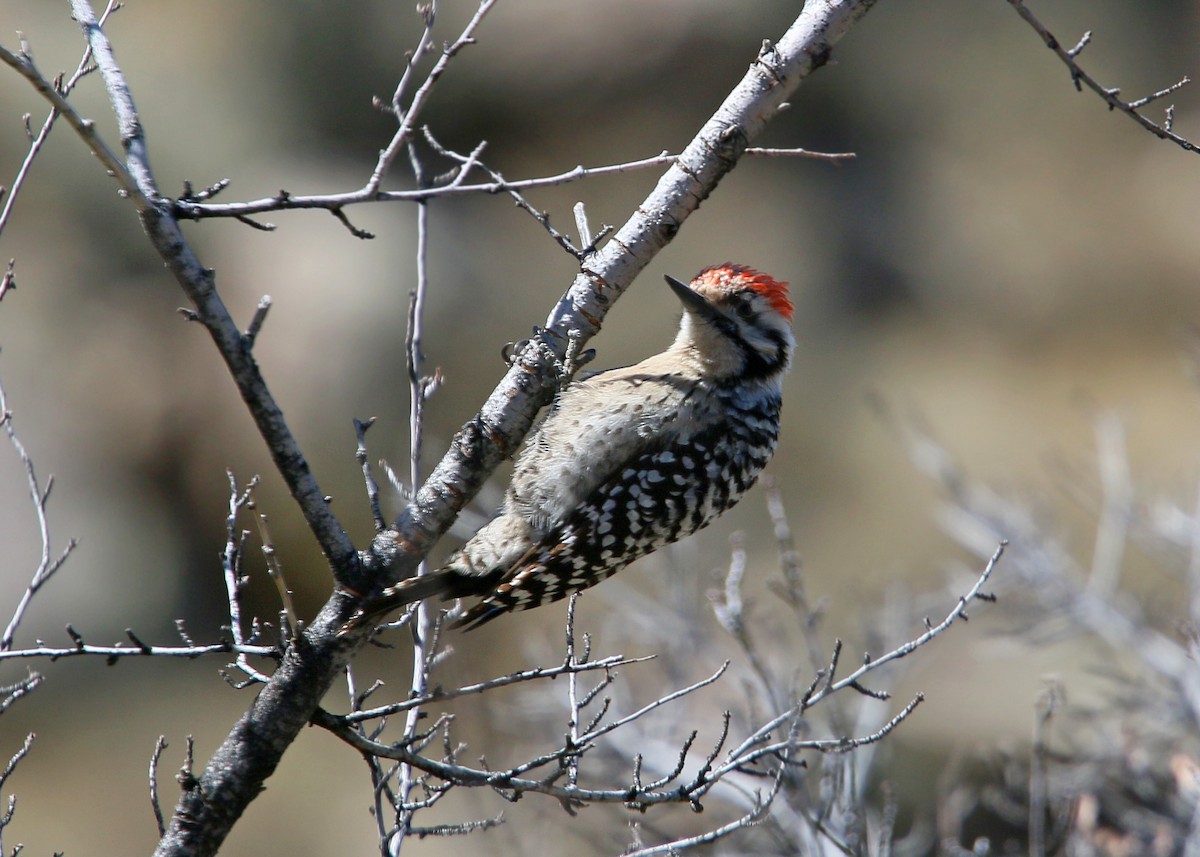 Ladder-backed Woodpecker - ML620400419