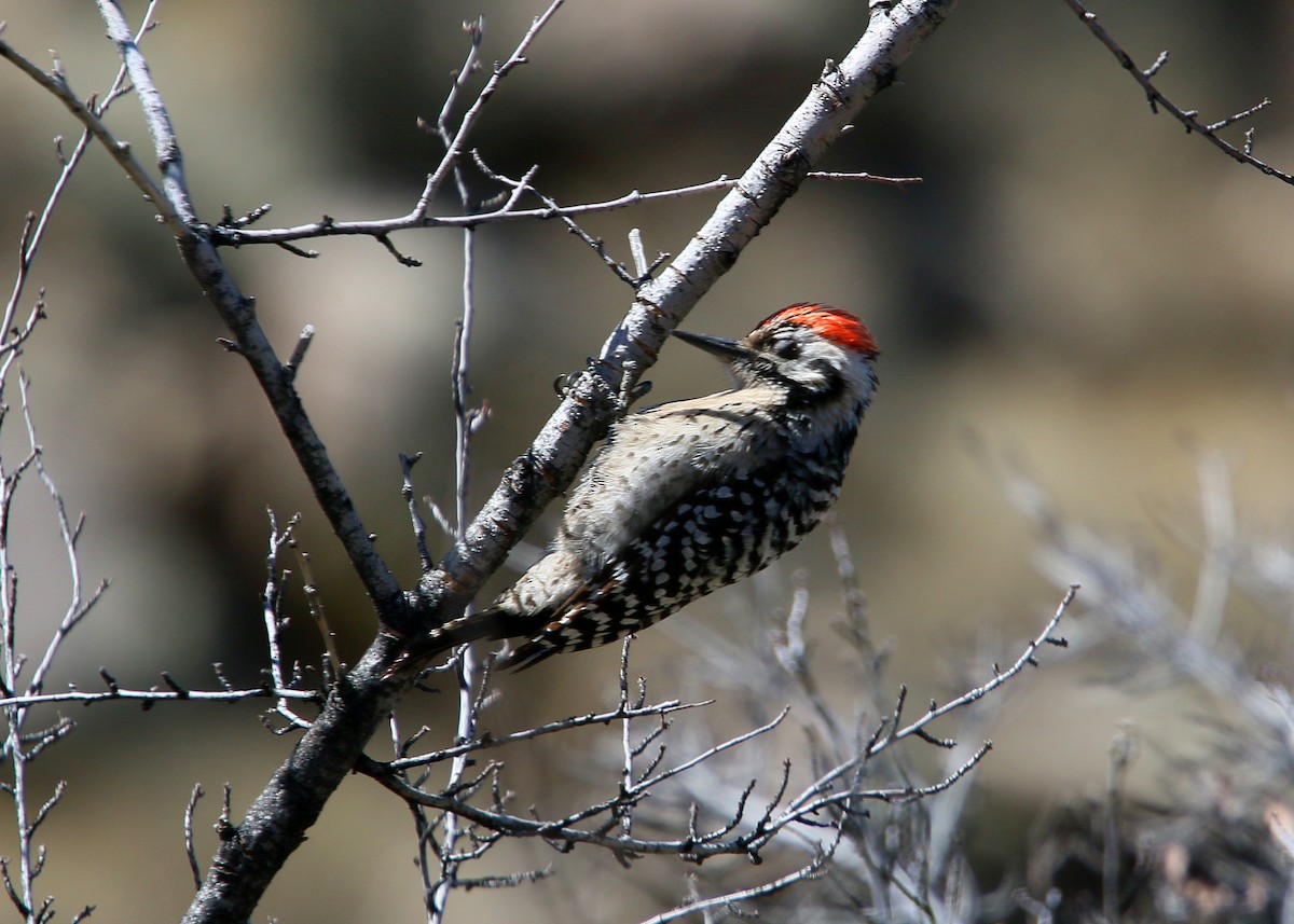 Ladder-backed Woodpecker - William Clark
