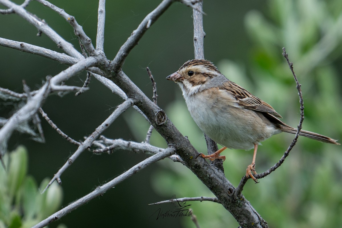 Clay-colored Sparrow - ML620400426