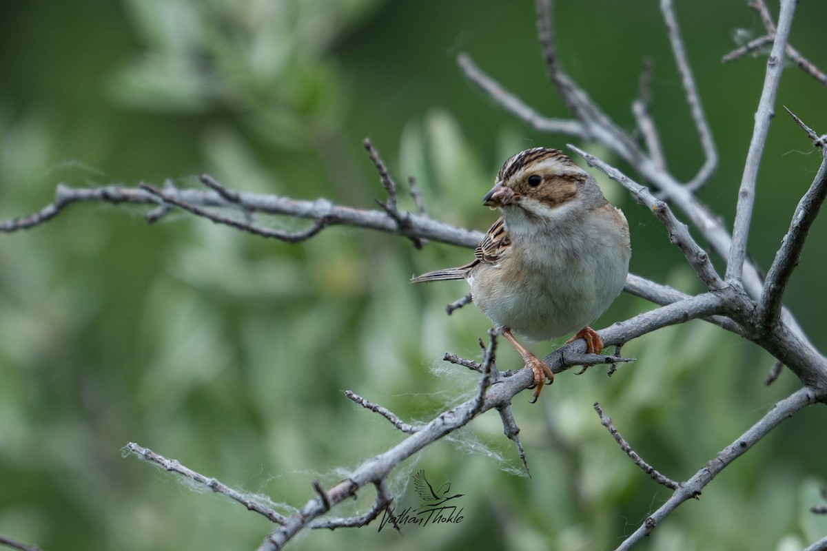 Clay-colored Sparrow - ML620400427