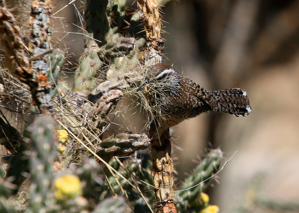 Cactus Wren - ML620400435