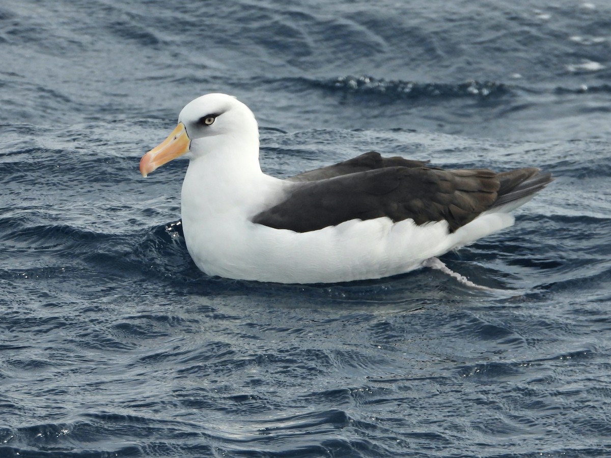 Black-browed Albatross (Campbell) - ML620400437