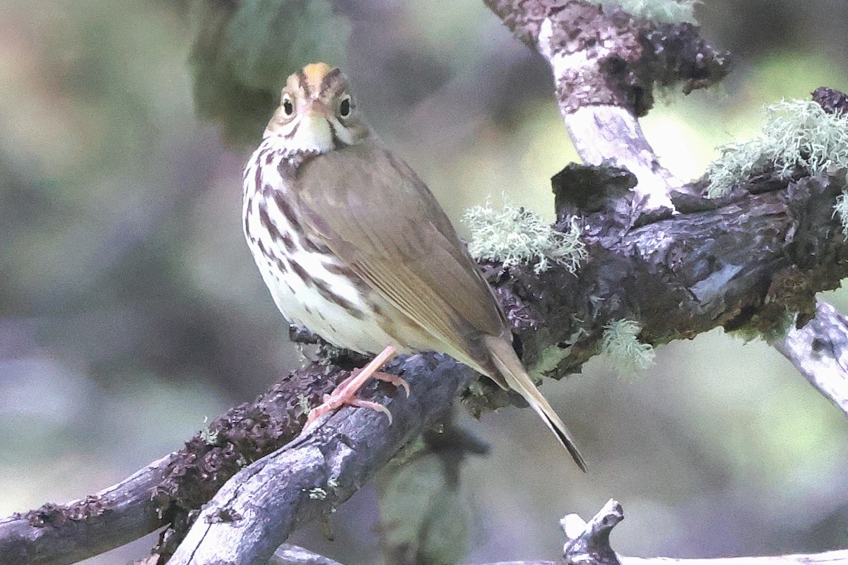 Ovenbird - ML620400442