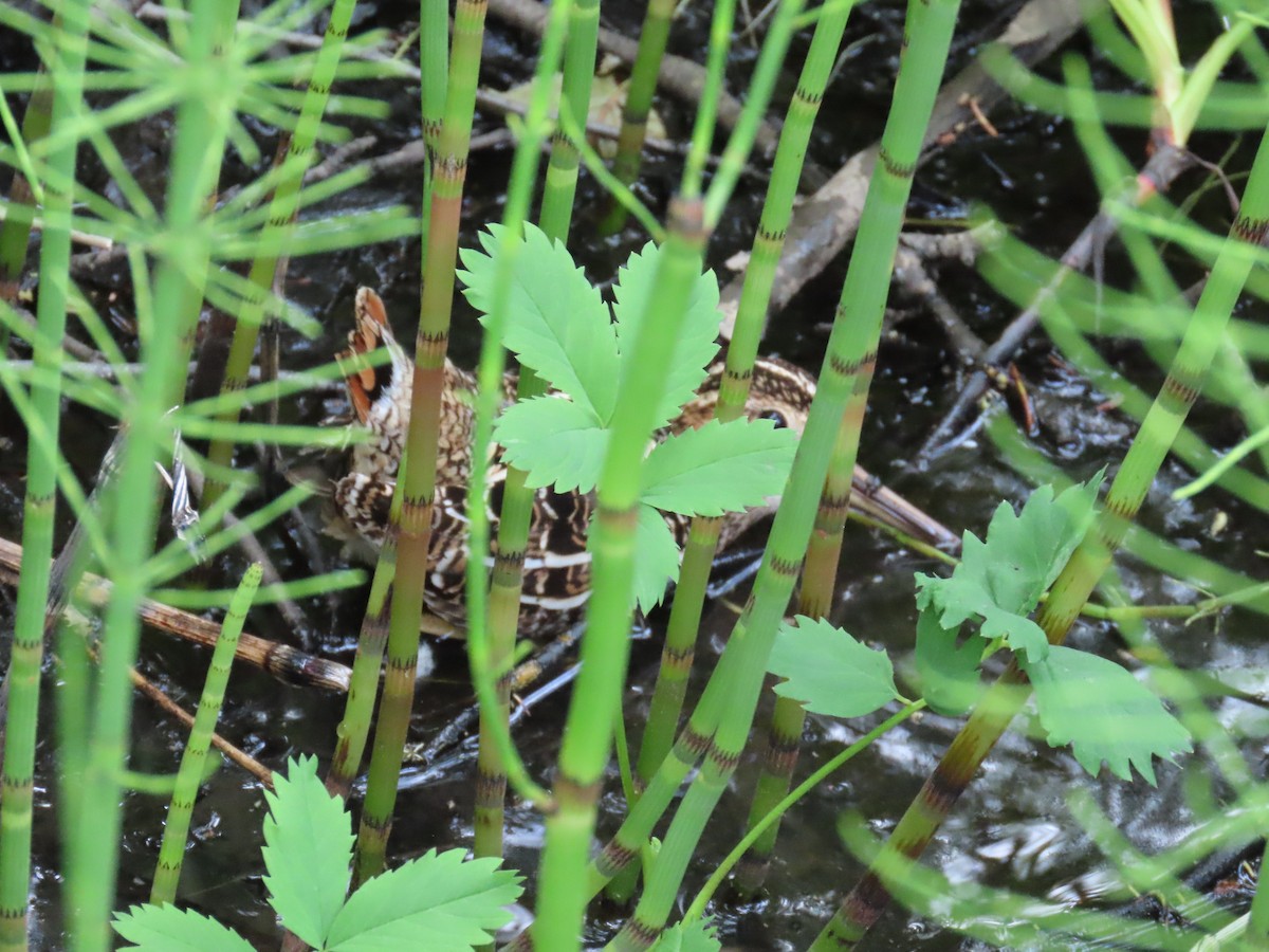 Wilson's Snipe - ML620400456