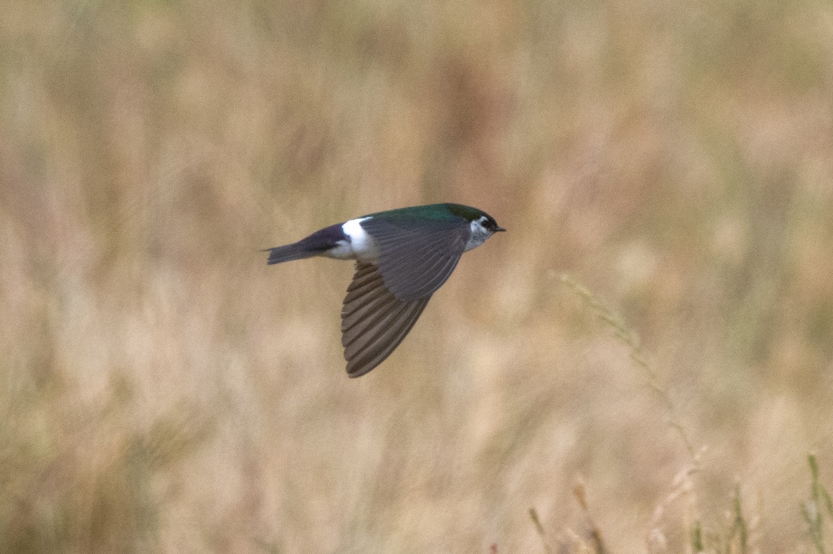 Violet-green Swallow - ML620400457