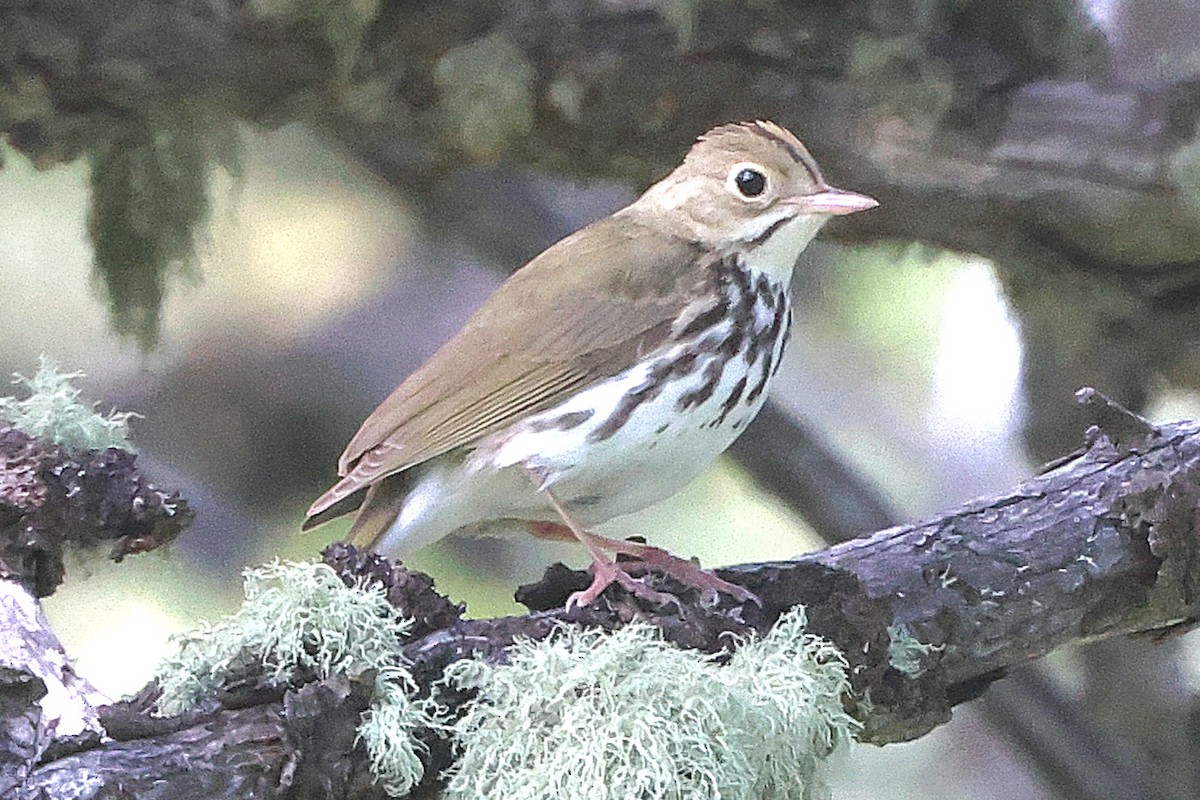 Ovenbird - Susan Hovde