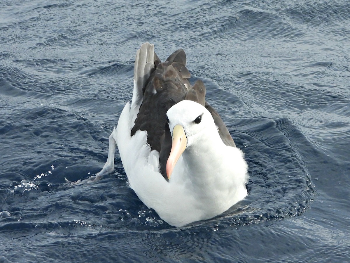 Albatros bekainduna (melanophris) - ML620400464