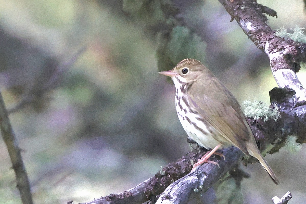 Ovenbird - ML620400465